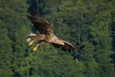 Seeadler / White Tailed Eagle